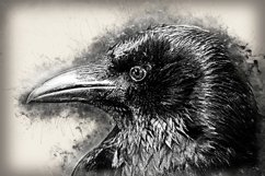 Collection of 12 Images 4k of Bird Portraits PACK 08 300 dpi Product Image 7