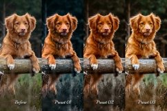 Pet Pix Lightroom Effects - Add mood, vibrancy, and style to your pet photography.