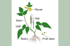 Parts of mung bean plant on white background