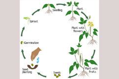 A growth cycle of mung bean plant on a white background.