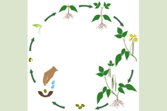 Life cycle of mung bean plant on a white background.