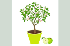 Apple tree in a pot with flowers and fruits on white.