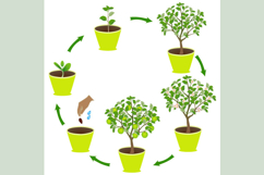 Life cycle of an apple in a pot on a white background.