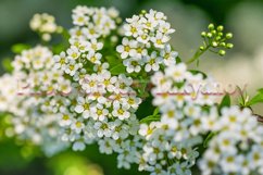 Stock Photo - Blooming white spirea on a spring day close-up Product Image 1