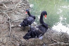 Bird photos Black swans in Neo Park Nago Okinawa Product Image 1