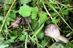 Big garden snail in shell crawling on wet road hurry home Product Image 28