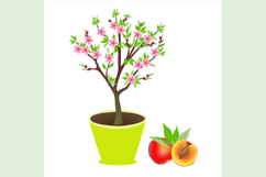 Peach tree in a pot with flowers and fruits on a white background.