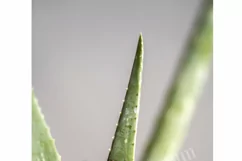 Aloe Vera Succulent Plant Stock Photos / Tropical Product Image 4