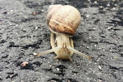 Big garden snail in shell crawling on wet road hurry home Product Image 15