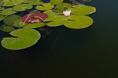 Green leaves and lotus flowers in the pond on the water Product Image 1