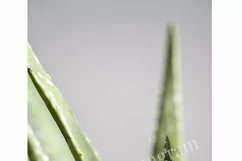 Aloe Vera Succulent Plant Stock Photos / Tropical Product Image 2