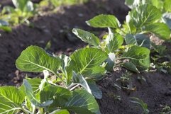 Field with cabbage Product Image 1