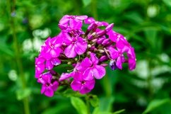 Fine wild growing flower on background meadow Product Image 1