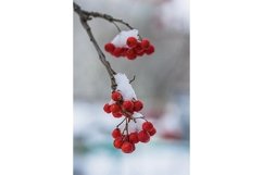Stock Photo - Red berries of mountain ash under the snow Product Image 1