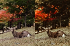 30 Countryside LUT Collection Product Image 9