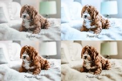 Pet Pix Presets Pack - Enhance the colors, tones, and details of your pet photos.