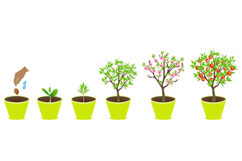 Growth cycle of peach tree in a pot on white background.
