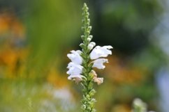 SET different blooming flowers with leaves in natural nature Product Image 25