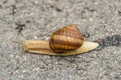 Big garden snail in shell crawling on wet road hurry home Product Image 24