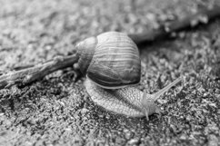 Big garden snail in shell crawling on wet road hurry home Product Image 16