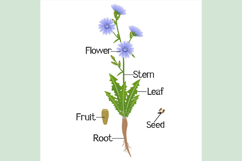 Parts of a chicory plant on a white background.