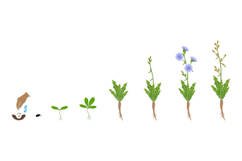 Cycle of growth of chicory plant isolated on a white background.