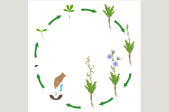 Life cycle of chicory plant on a white background.