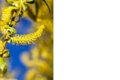 beautiful willow tree Product Image 1