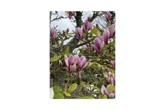 Photo of the Flower of Magnolia Serene Product Image 1