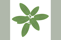 Branch with sage leaves on a white background.