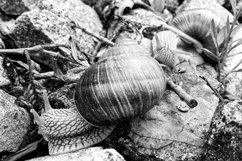 Big garden snail in shell crawling on wet road hurry home Product Image 10