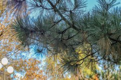 green spruce branch and sky Product Image 1
