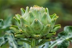 Fresh artichoke closeup in natural setting Product Image 1