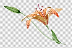 Orange spotted lily watercolor png Product Image 3