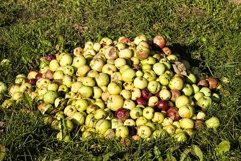 a pile of spoiled old rotting apples Product Image 1