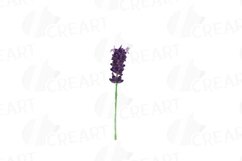 Lavender leaves and bouquets watercolor clip art pack Product Image 6