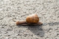 Big garden snail in shell crawling on wet road hurry home Product Image 13