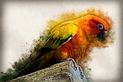 Collection of 12 Images 4k of Bird Portraits PACK 08 300 dpi Product Image 9