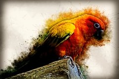 BIRDS Pack of 72 Printable Images Graphics Product Image 7