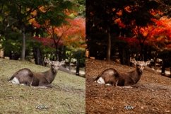 Perfessional photography with our 25 captivating Autumnal Lightroom Presets Desktop and Mobile. Aesthetic, HDR, and moody effects for Glowing results. Perfect for modeling, family, nature &amp; outdoor photography. Easy installation with XMP - DNG files.