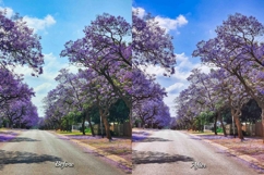 30 Blossom Lightroom Bundle Product Image 8
