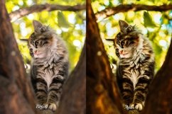 Pet Pix Lightroom Filters - Customized presets designed specifically for pet photographers.