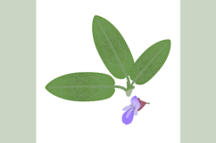 Sage leaves and flower on a white background.