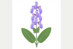 Sage branch with flowers and leaves on a white background.