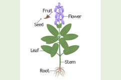 Parts of a sage plant on a white background.