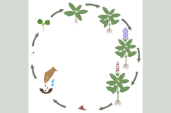 Life cycle of sage plant growth on a white background.