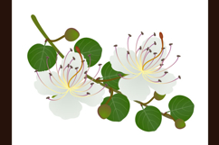 A branch with flowers and caper buds on a white background.