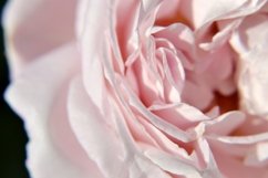 SET different blooming flowers with leaves in natural nature Product Image 12