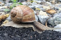 Big garden snail in shell crawling on wet road hurry home Product Image 14