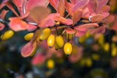 Beautiful fruits on a branch Product Image 1